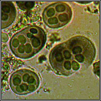 Gloeocapsa