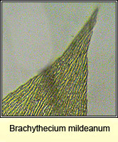 Brachythecium mildeanum, Sand Feather-moss