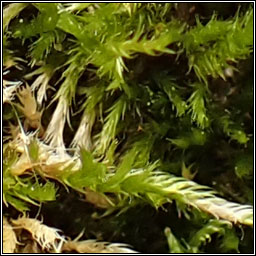 Hypnum cupressiforme var resupinatum, Supine Plait-moss