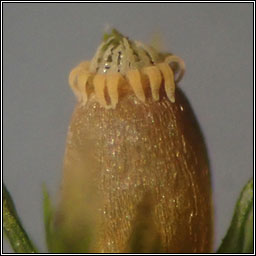 Orthotrichum striatum, Smooth Bristle-moss