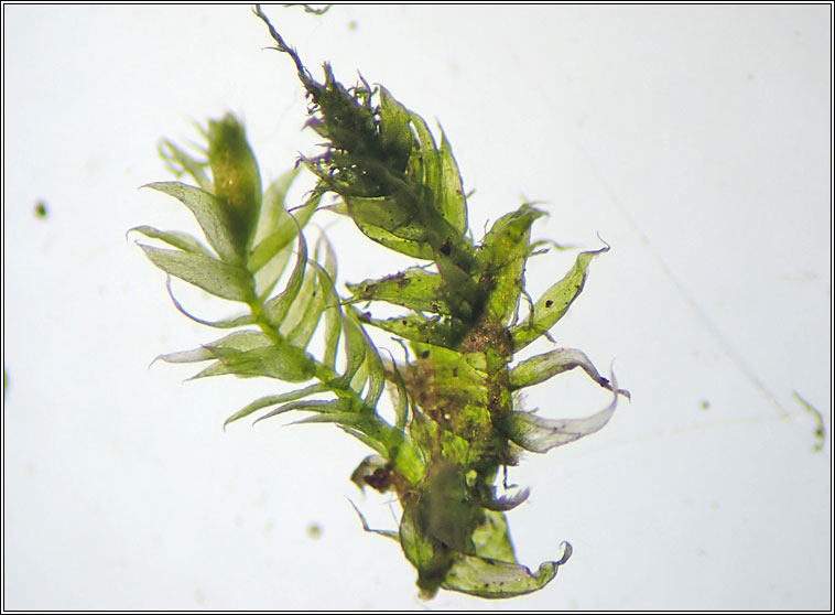 Pseudotaxiphyllum elegans, Elegant Silk-moss