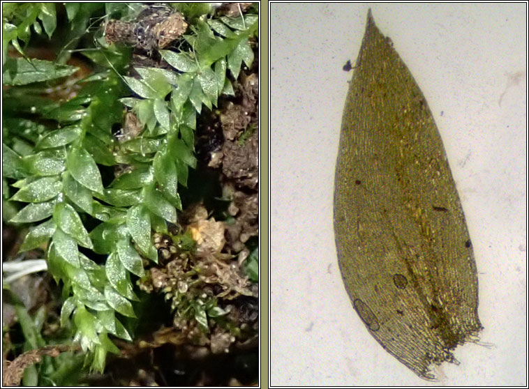 Plagiothecium denticulatum var denticulatum, Dentated Silk-moss