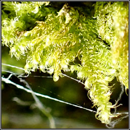 Ctenidium molluscum, Comb-moss