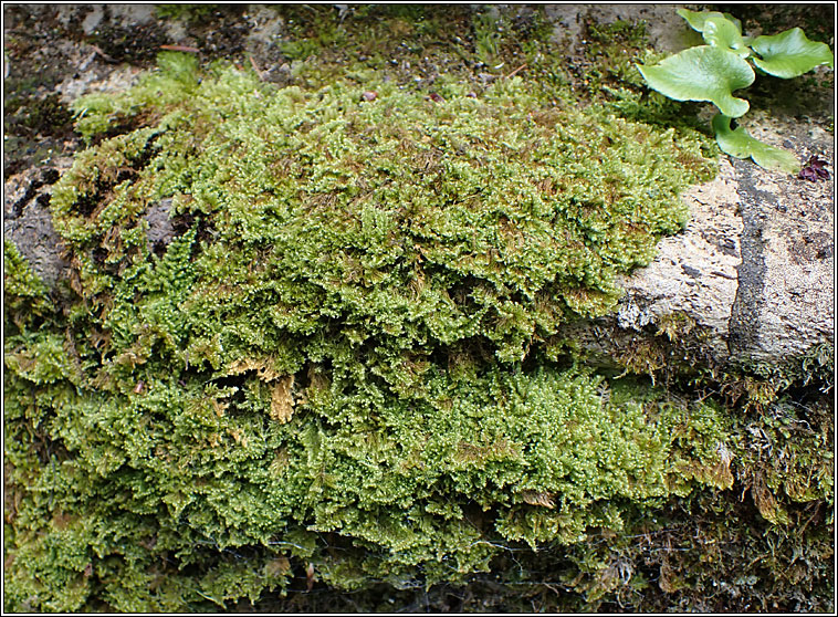 Ctenidium molluscum, Comb-moss
