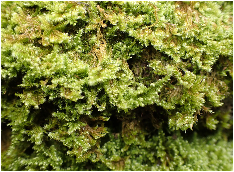 Ctenidium molluscum, Comb-moss