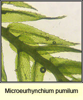 Microeurhynchium pumilum, Dwarf Feather-moss