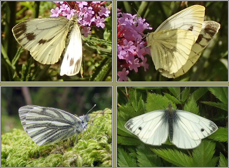 Green-veined White, Pieris napi
