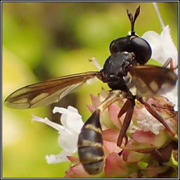Physocephala rufipes, Waisted Bee-grabber