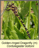 Cordulegaster boltonii, Golden-ringed Dragonfly