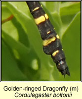 Cordulegaster boltonii, Golden-ringed Dragonfly