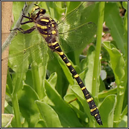 Golden-ringed Dragonfly, Cordulegaster boltonii