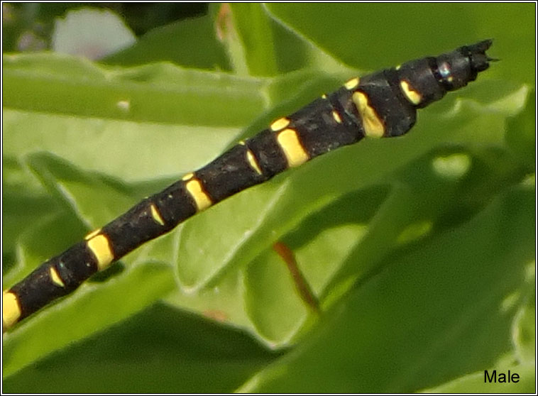 Golden-ringed Dragonfly, Cordulegaster boltonii