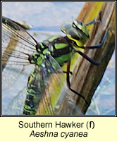 Aeshna cyanea, Southern Hawker