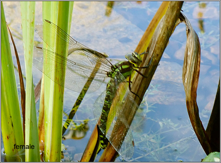 Southern Hawker, Aeshna cyanea