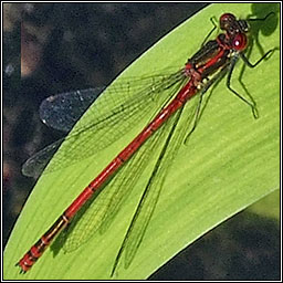 Large Red Damselfly, Pyrrhosoma nymphula