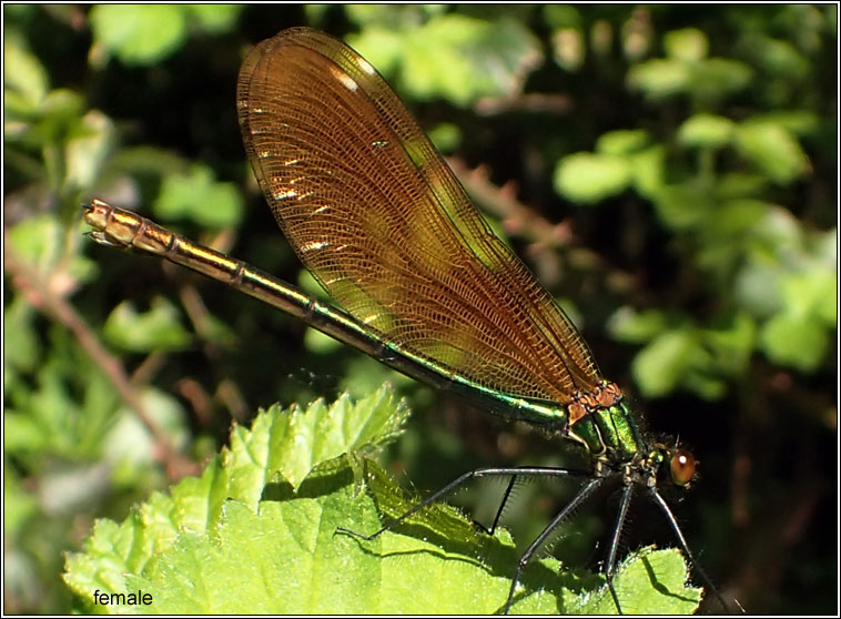 Beautiful Demoiselle, Calopteryx virgo