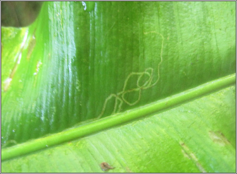 Chromatomyia scolopendri