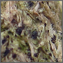 Hypocopra brefeldii