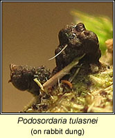 Podosordaria tulasnei