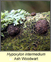Hypoxylon intermedium, Ash Woodwart