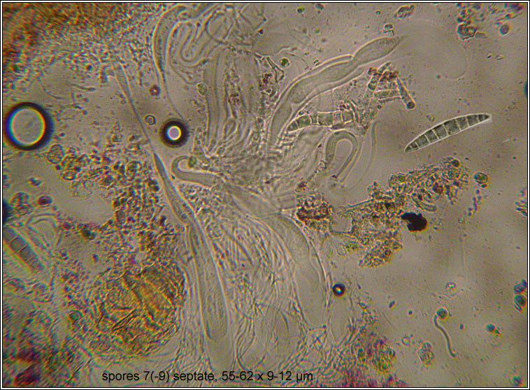 Pseudotrichia viburnicola