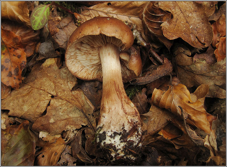 Tricholoma ustale, Burnt Knight