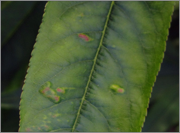 Cacopsylla pruni