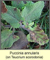Puccinia annularis