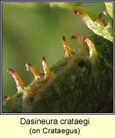 Dasineura crataegi