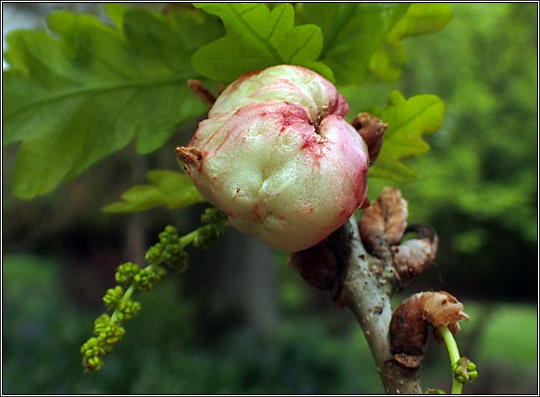 Biorhiza pallida