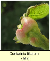 Contarinia tiliarum