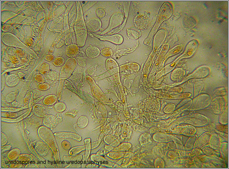 Melampsora populnea