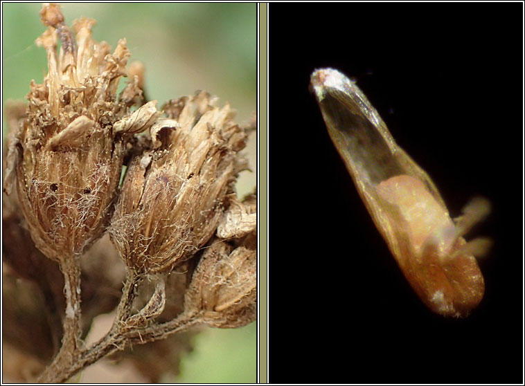 Ozirhincus millefolii