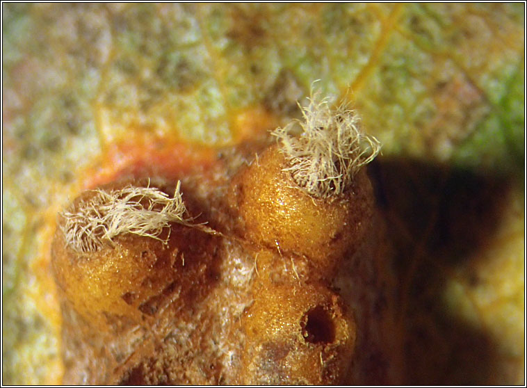 Gymnosporangium sabinae
