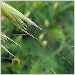 Wild Oat, Avena fatua