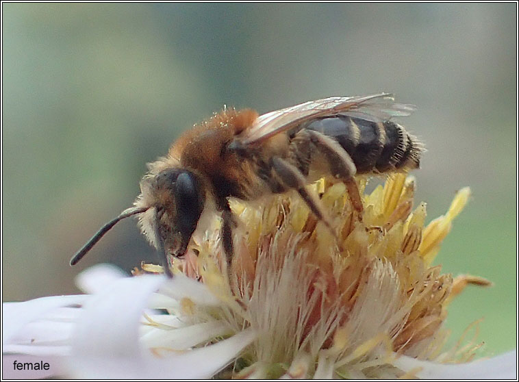 Short-fringed Mining Bee, Andrena dorsata