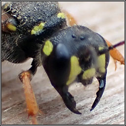 Cerceris arenaria