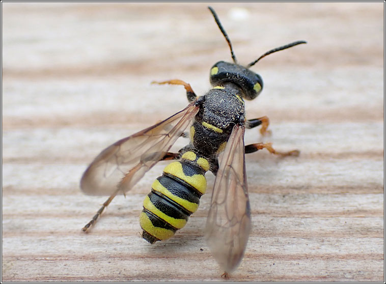 Cerceris arenaria