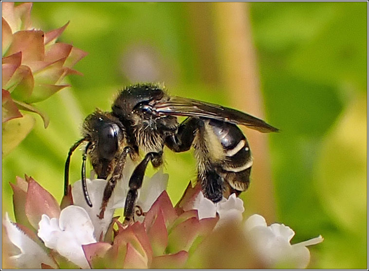 Macropis europaea, Yellow Loosestrife Bee