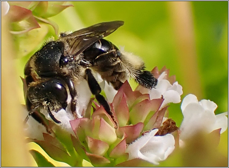 Macropis europaea, Yellow Loosestrife Bee