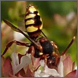 Nomada zonata