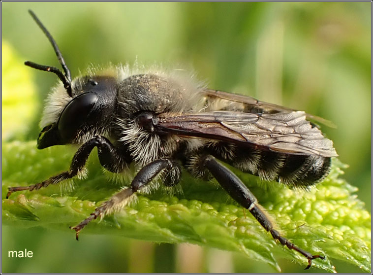 Megachile ligniseca