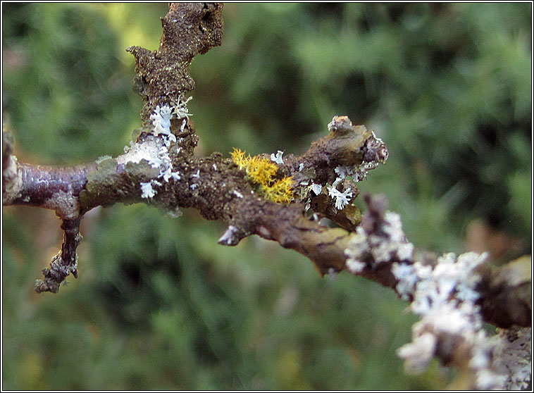 Teloschistes chrysophthalmus