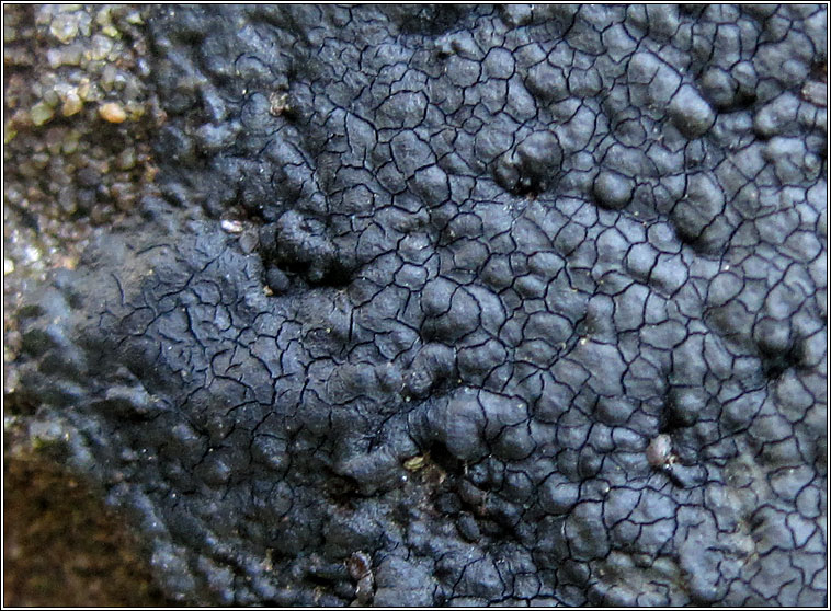Verrucaria maura