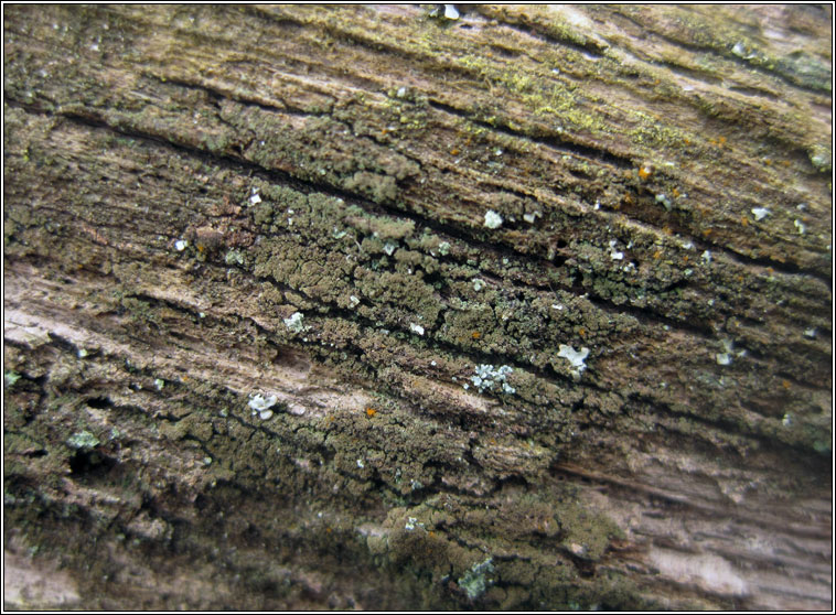 Placynthiella icmalea