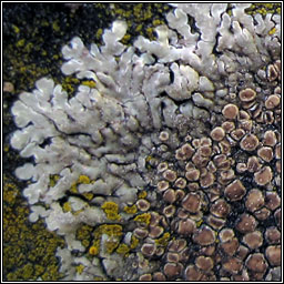 Protoparmeliopsis muralis, Lecanora muralis