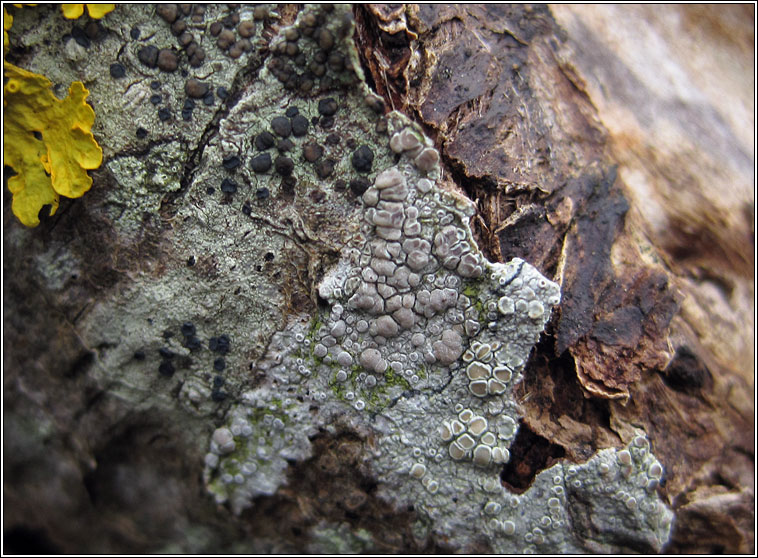 Lecanora symmicta