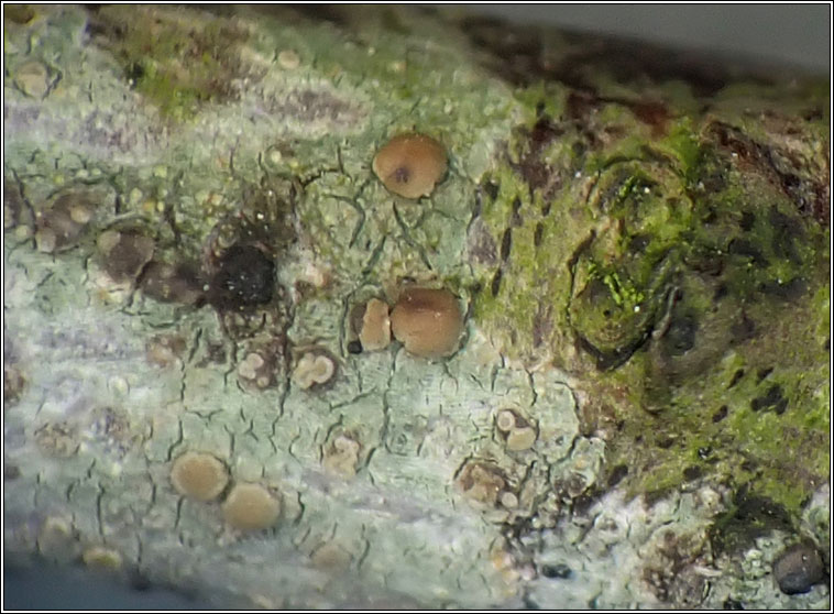 Lecanora symmicta