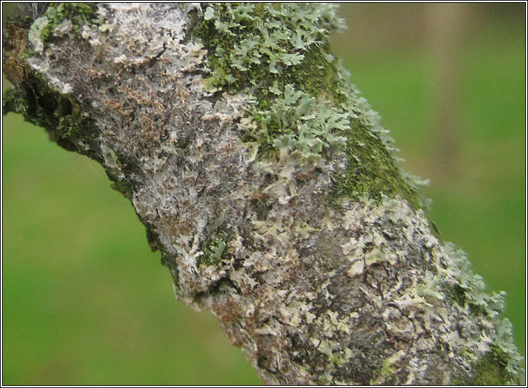 Athelia arachnoidea