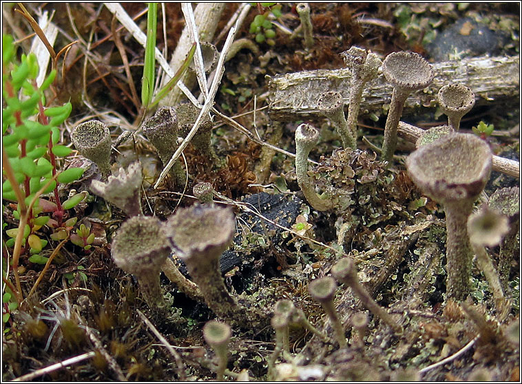 Cladonia grayi
